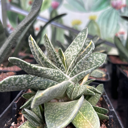 Gasteria baylissiana f. variegate
