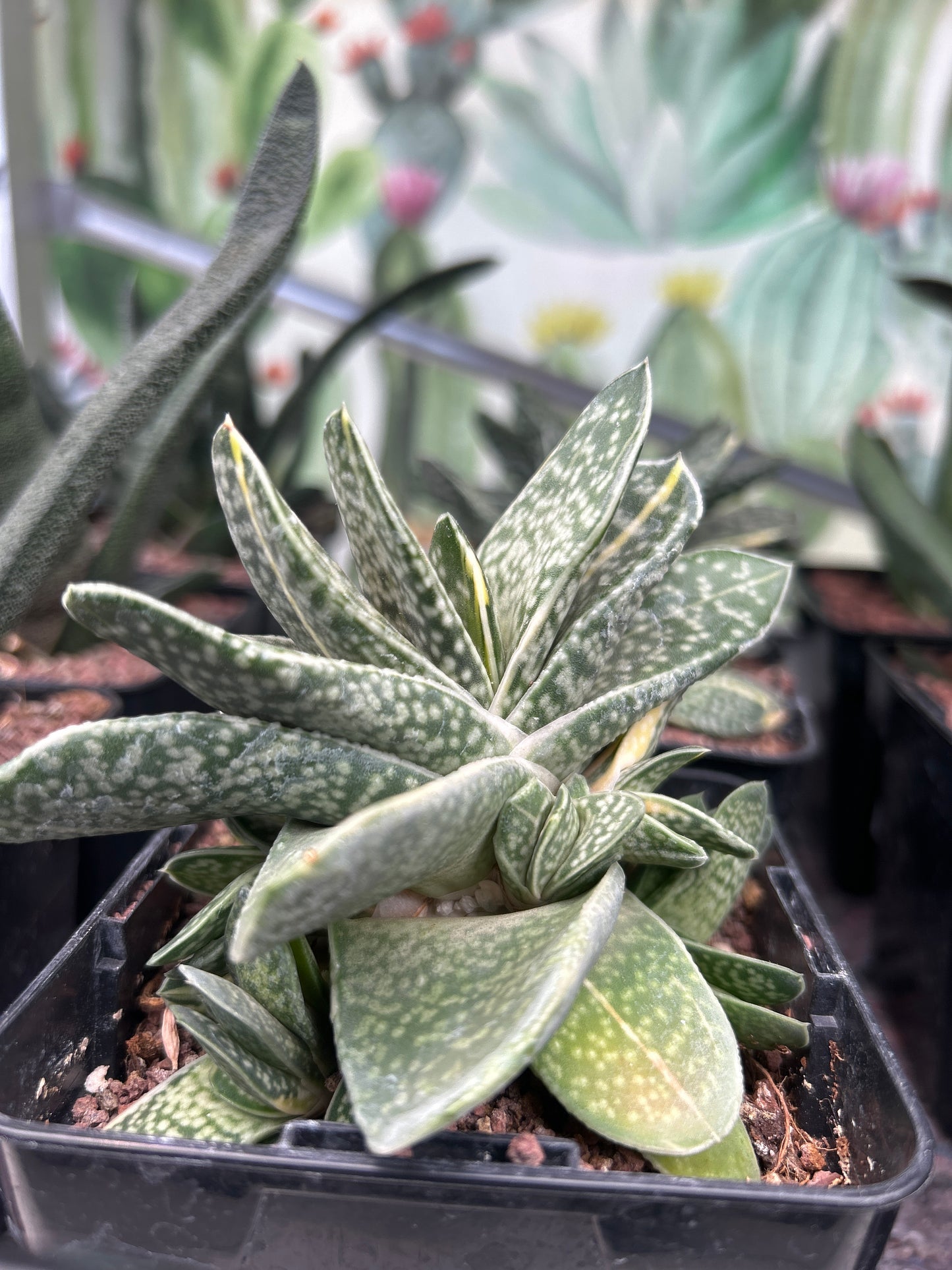 Gasteria baylissiana f. variieren