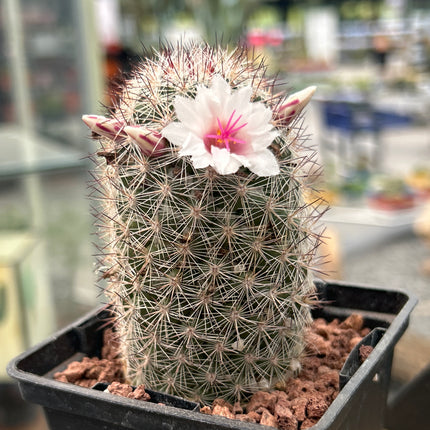 Mammillaria albicans