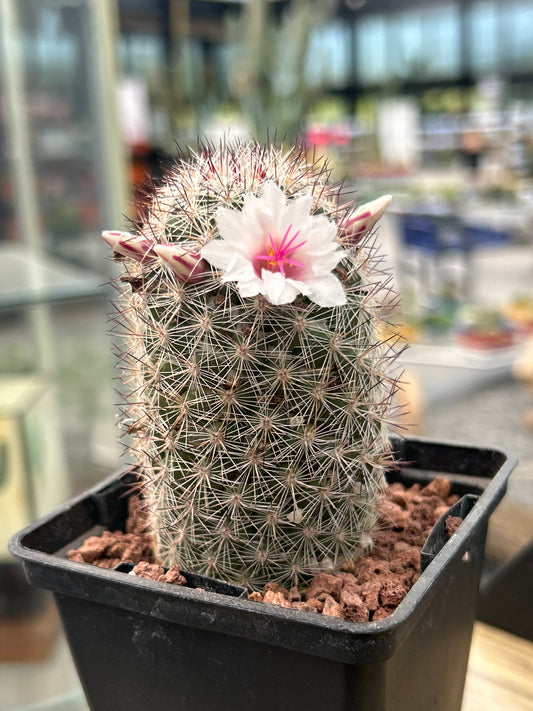 Mammillaria albicans