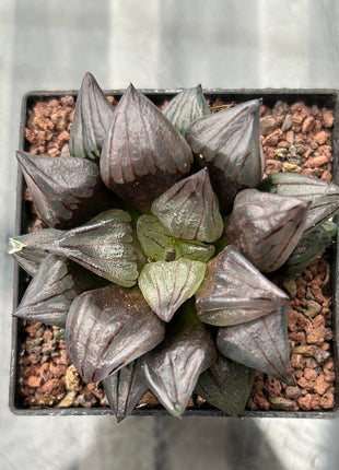 Haworthia atrofusca 'Watermelon Mutant'
