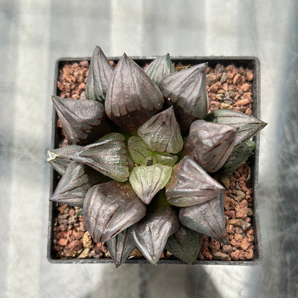 Haworthia atrofusca ‘Watermelon Mutant’
