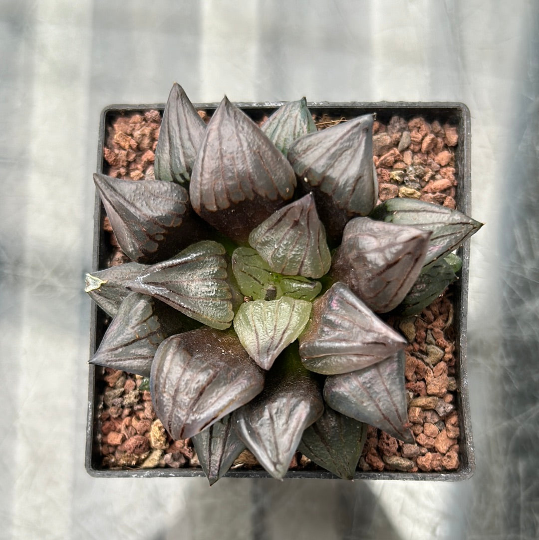 Haworthia atrofusca 'Watermelon Mutant'