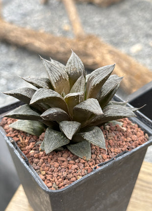 Haworthia 'Black Major'
