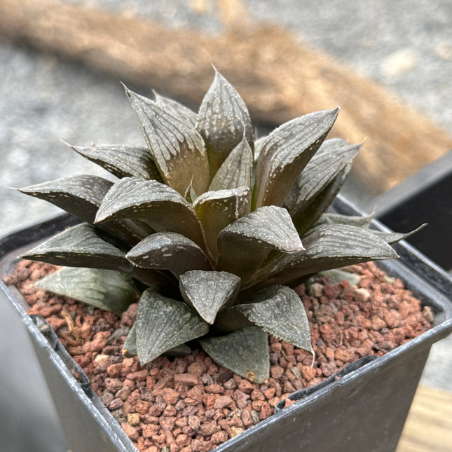 Haworthia 'Black Major'