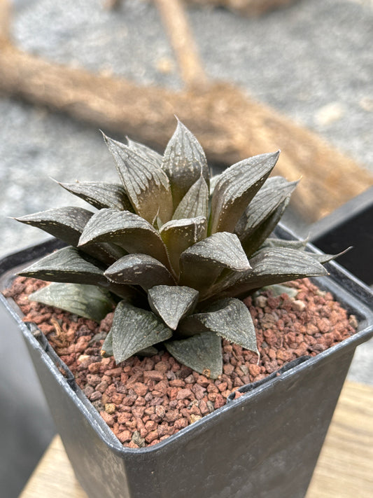 Haworthia 'Black Major'