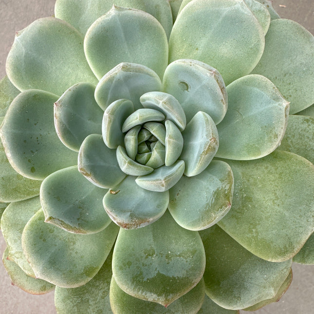 Echeveria ‘Snow Tower’ | Echeveria Torre de Nieve