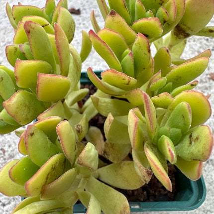 Crassula orbicularis | Crásula orbicular