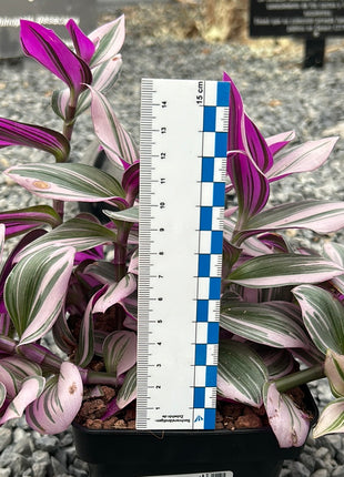 Tradescantia albiflora ‘Nanouk’