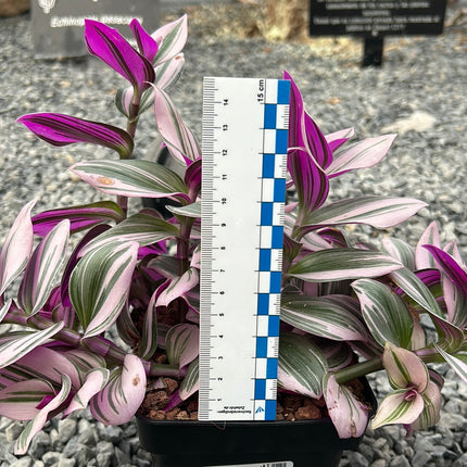 Tradescantia albiflora ‘Nanouk’