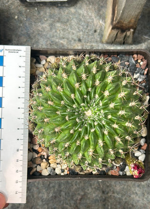 Lobivia jajoiana
