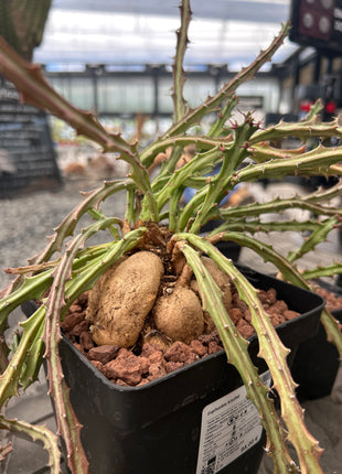 Euphorbia knuthii