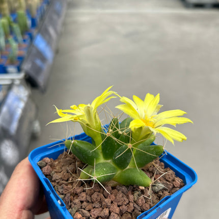 Mammillaria longimamma