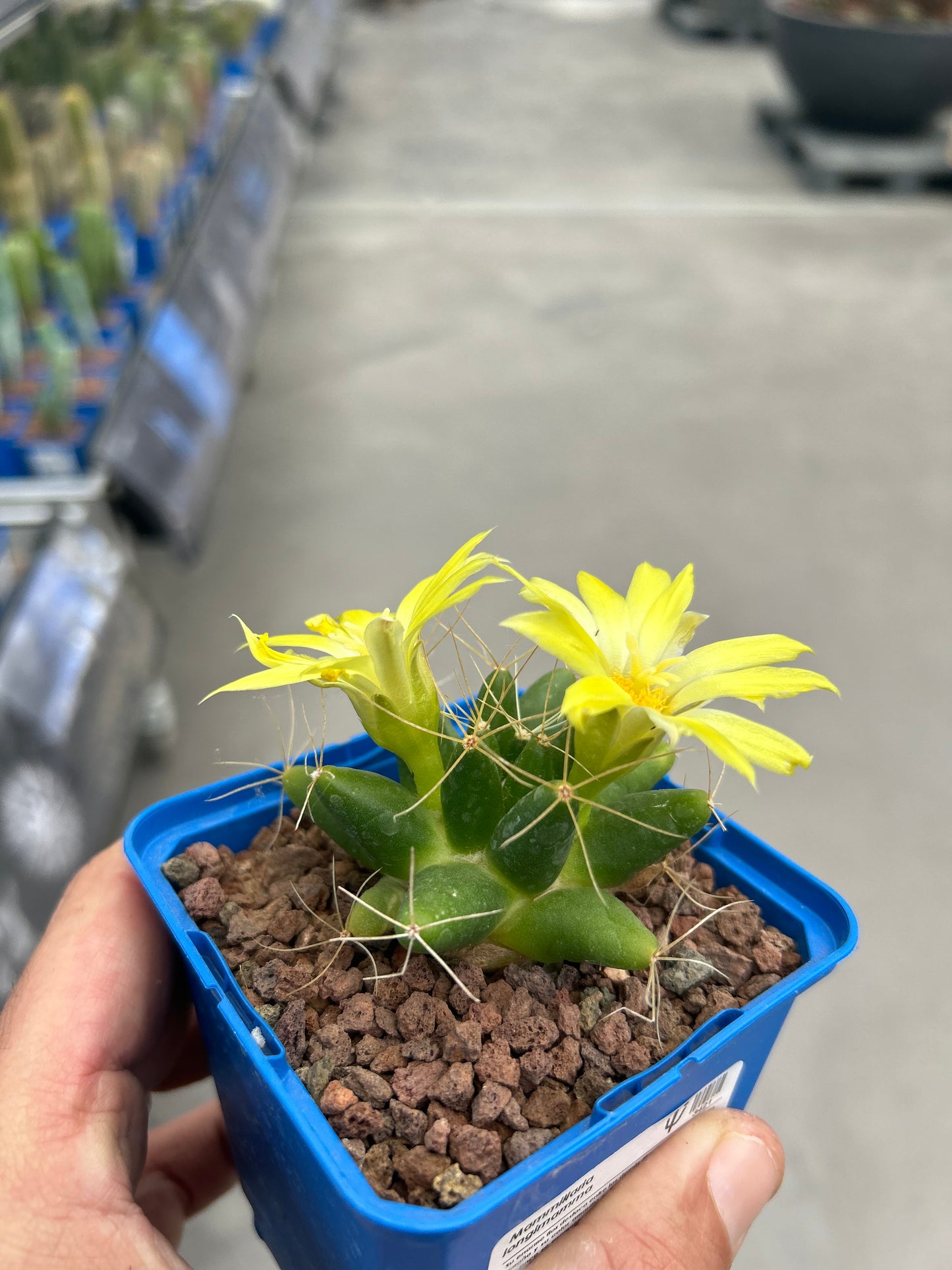 Mammillaria longimamma