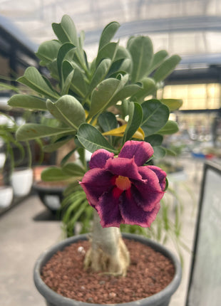 Adenium obesum multiflorum