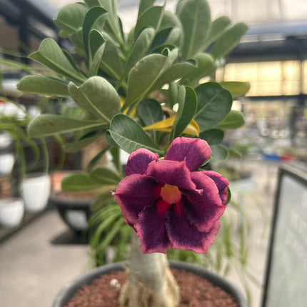 Adenium obesum multiflorum