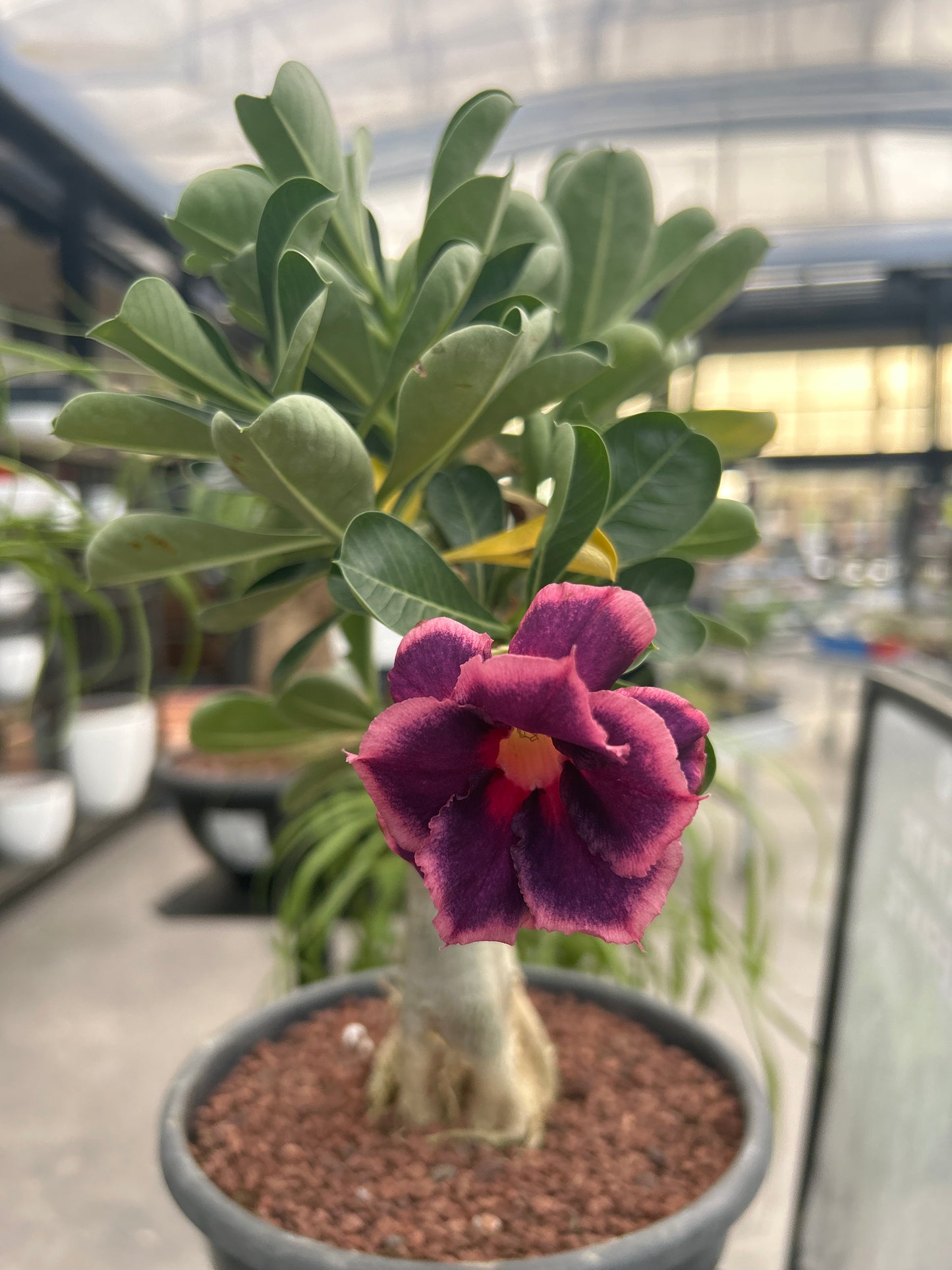 Adenium obesum multiflorum