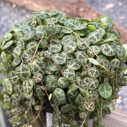 Peperomia prostrata