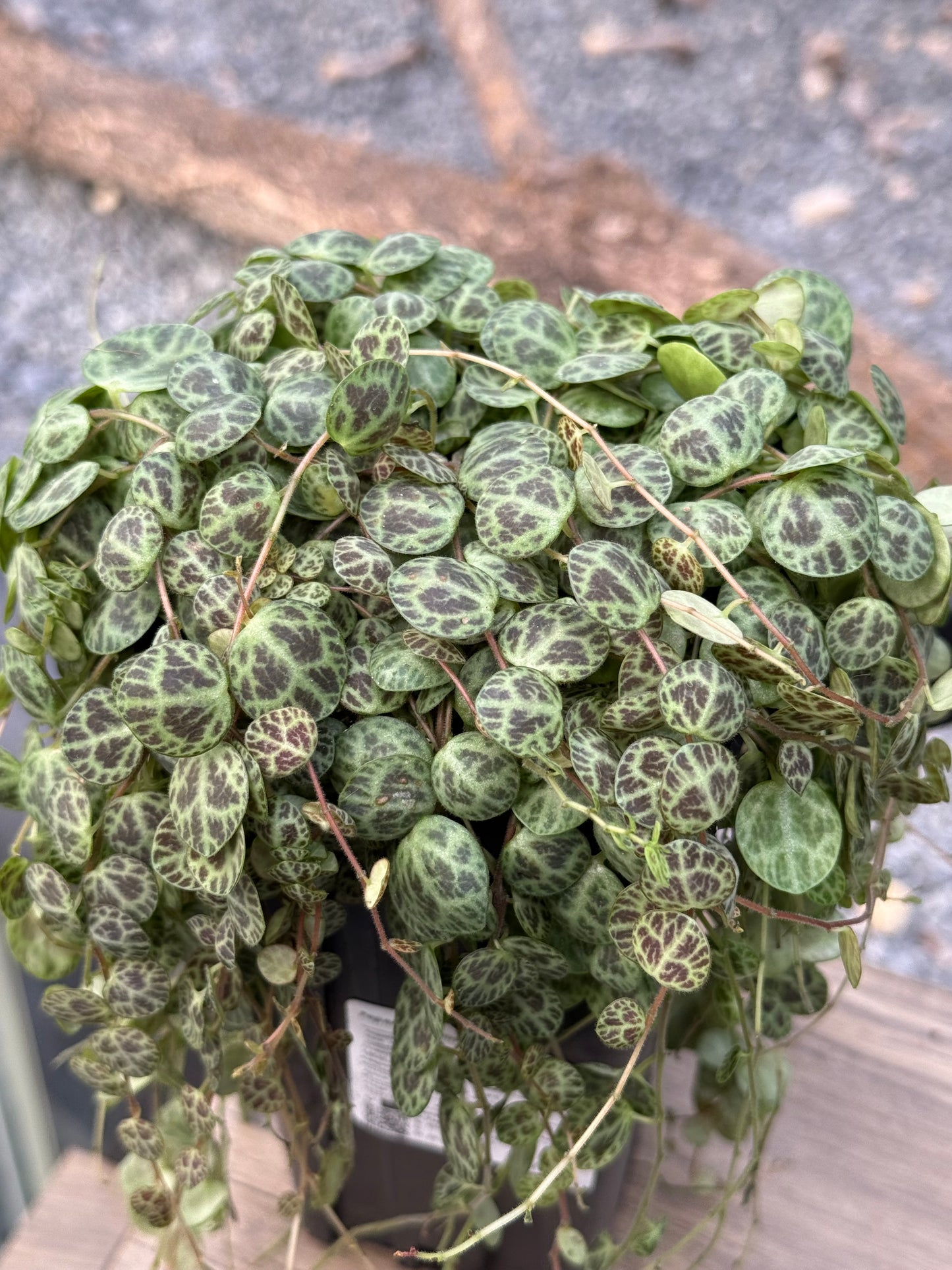 Peperomia prostrata