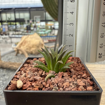Haworthia parskiana var. Parskian