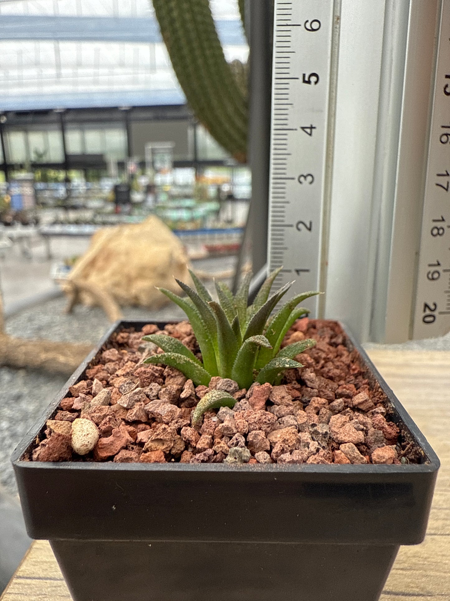 Haworthia parskiana var. parskiana