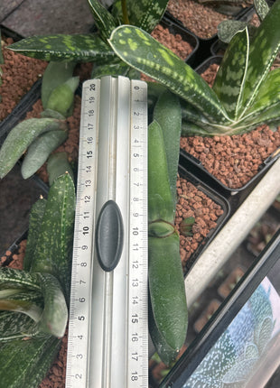 Gasteria glauca
