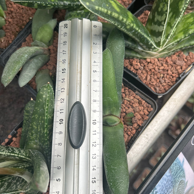 Gasteria glauca