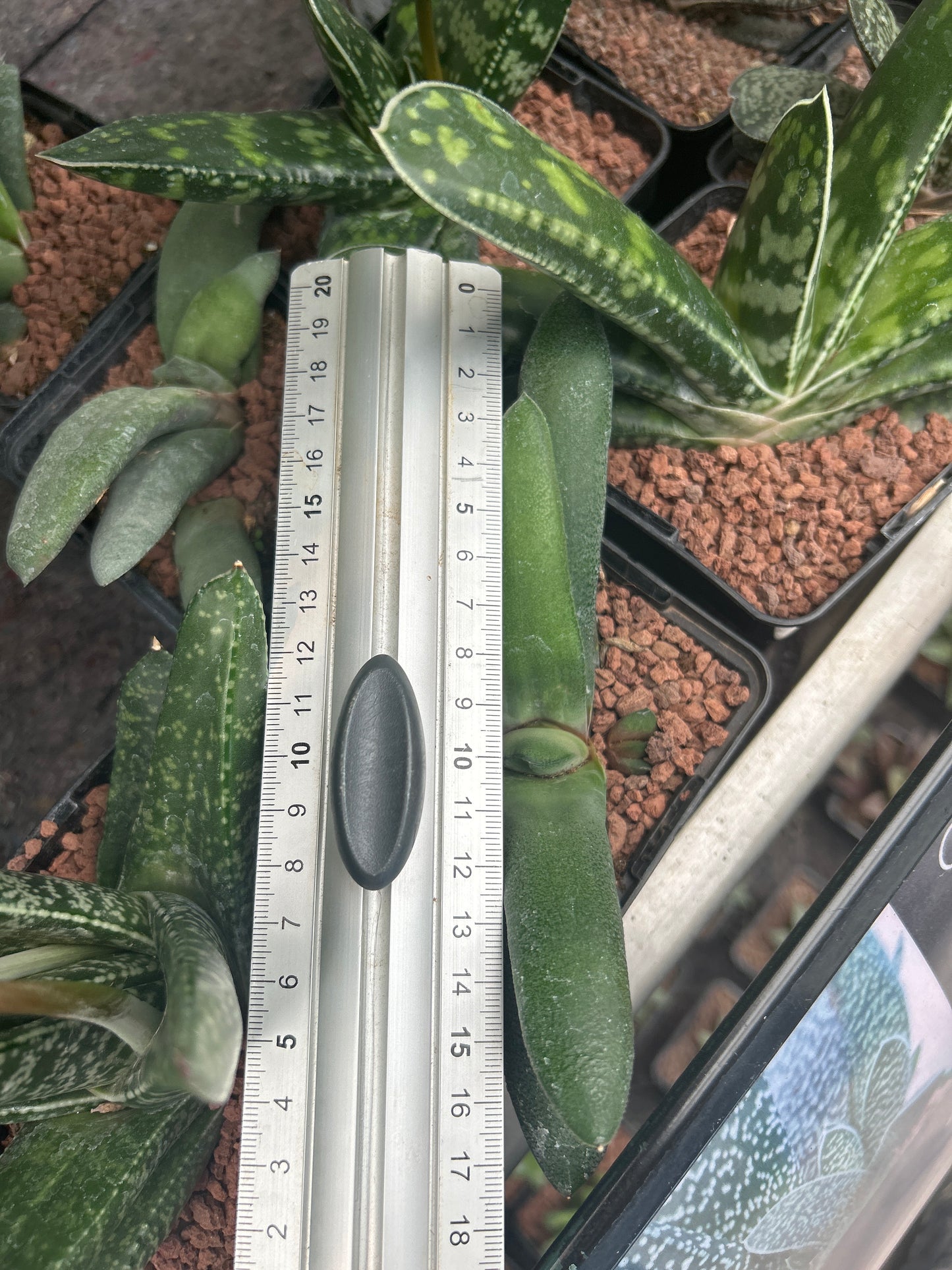 Gasteria glauca