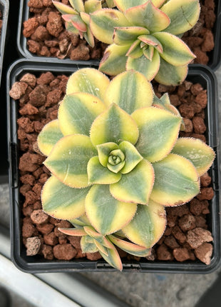 Aeonium florescens