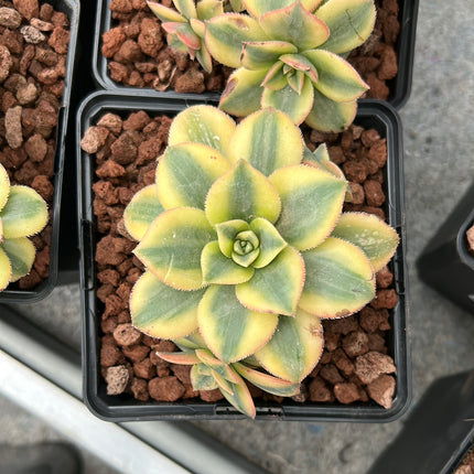 Aeonium florescens