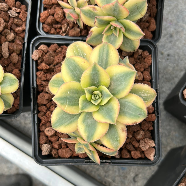Aeonium florescens