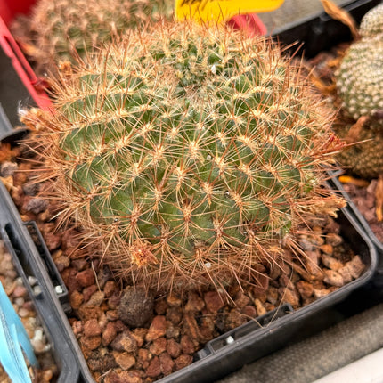 Weingartia kruegerae var. hoffmanniana