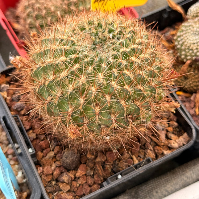 Weingartia kruegerae var. hoffmanniana