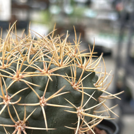 Gymnocalycium neuhuberi