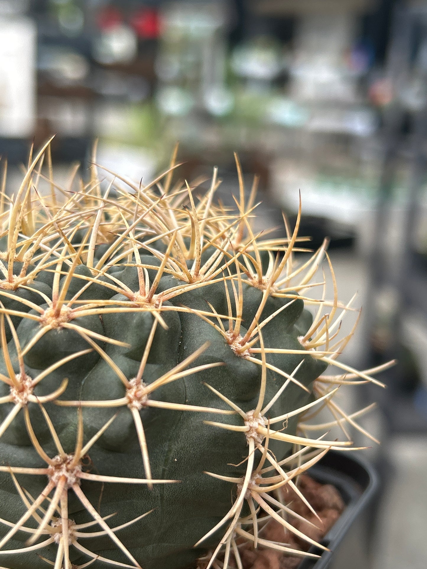 Gymnocalycium neuhuberi