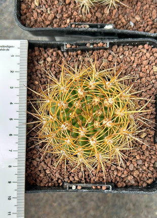 Lobivia (Echinopsis) bruchii