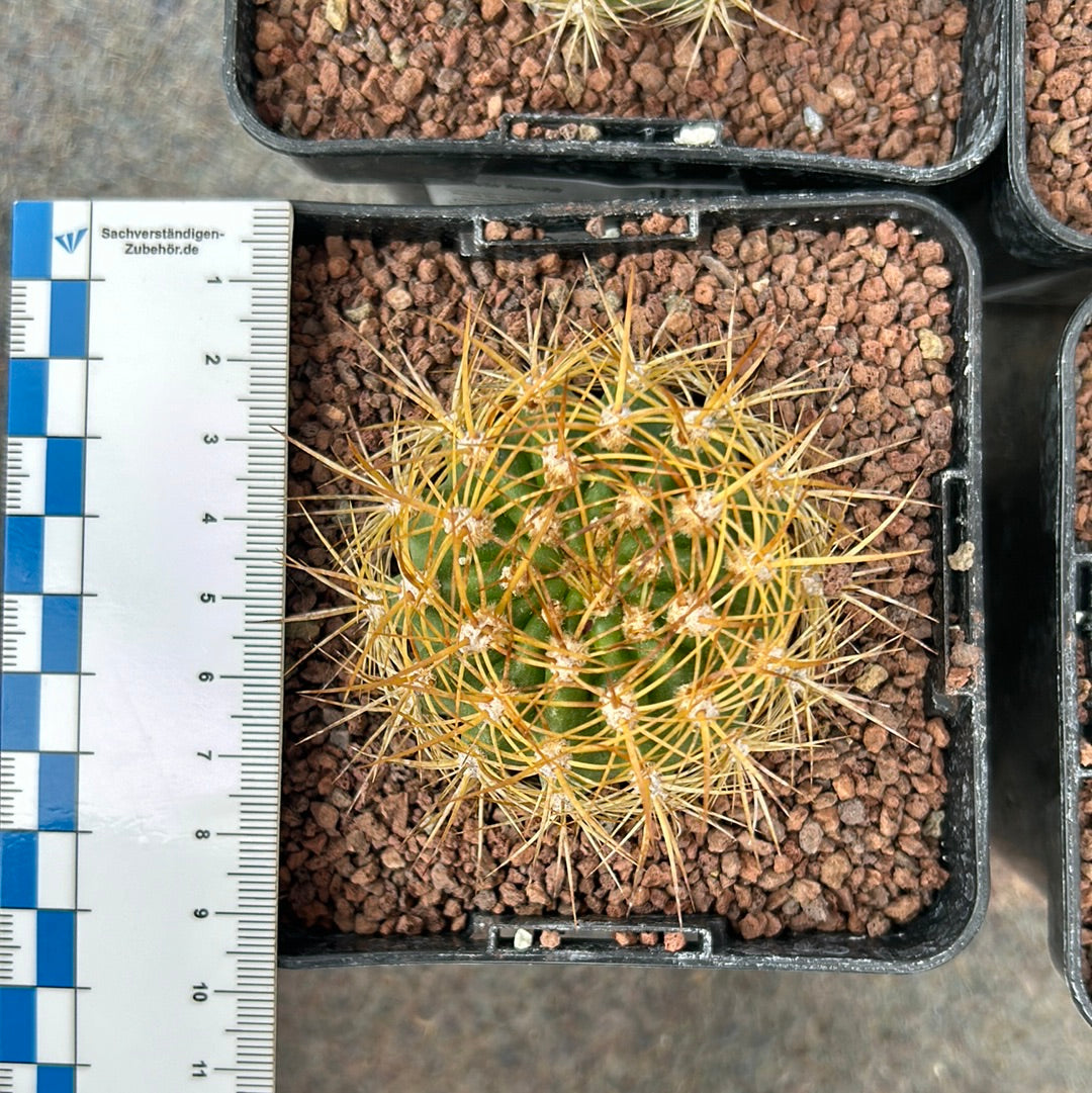 Lobivia (Echinopsis) bruchii