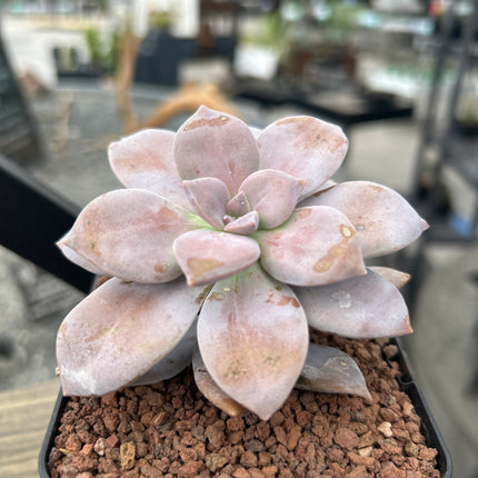 Quetzalcoatlia superba (Ex. Graptopetalum superbum)