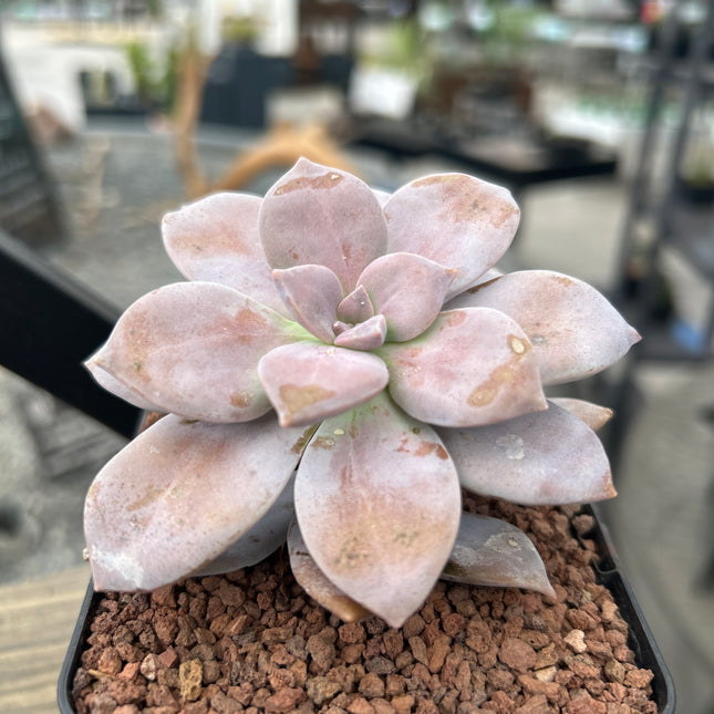 Quetzalcoatlia superba (Ex. Graptopetalum superbum)