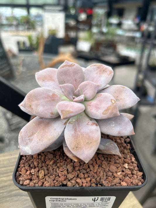 Graptopetalum superbum