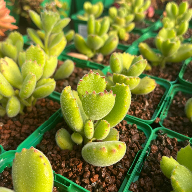 Cotyledon ladismithiensis "Garritas de Oso"