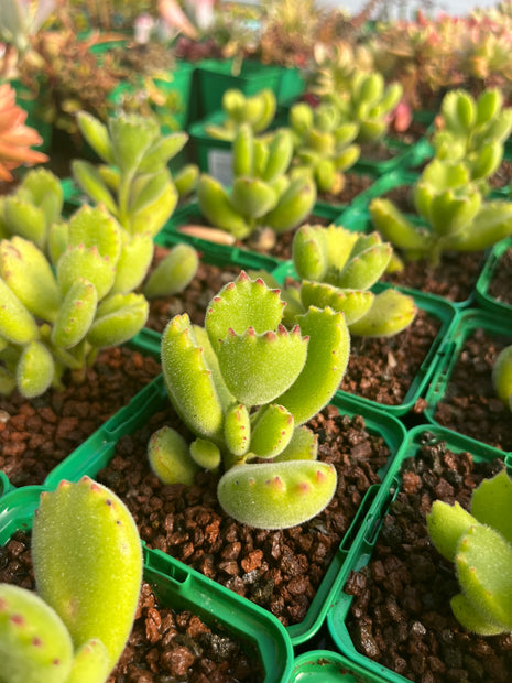 Cotyledon ladismithiensis "Garritas de Oso"