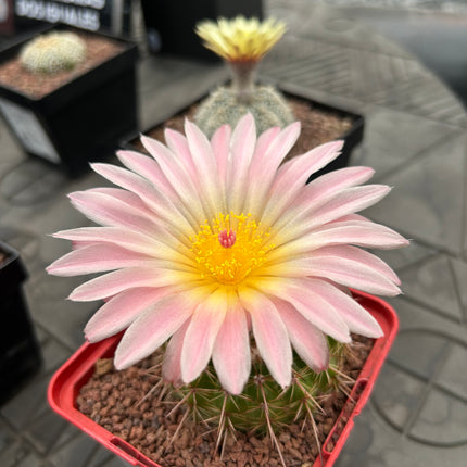 Notocactus herteri subsp. roseoluteus