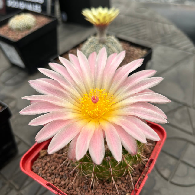 Notocactus herteri subesp. roseoluteus