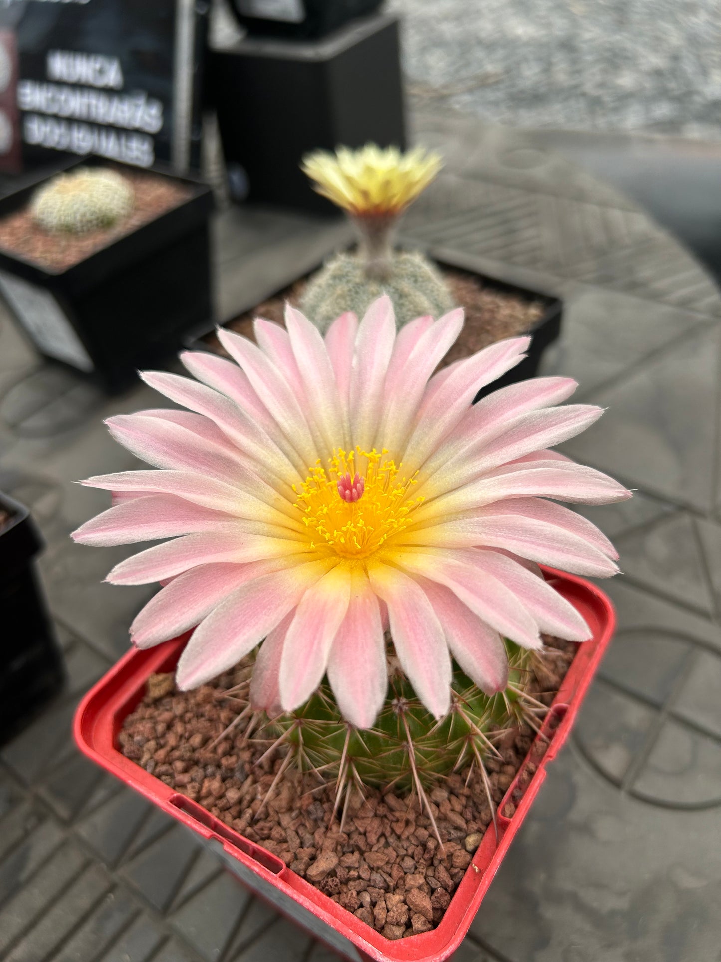 Notocactus herteri subsp. roseoluteus