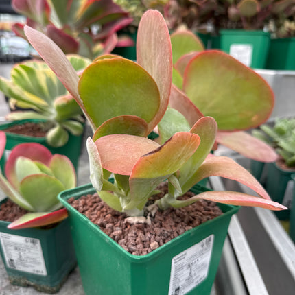 Kalanchoe luciae