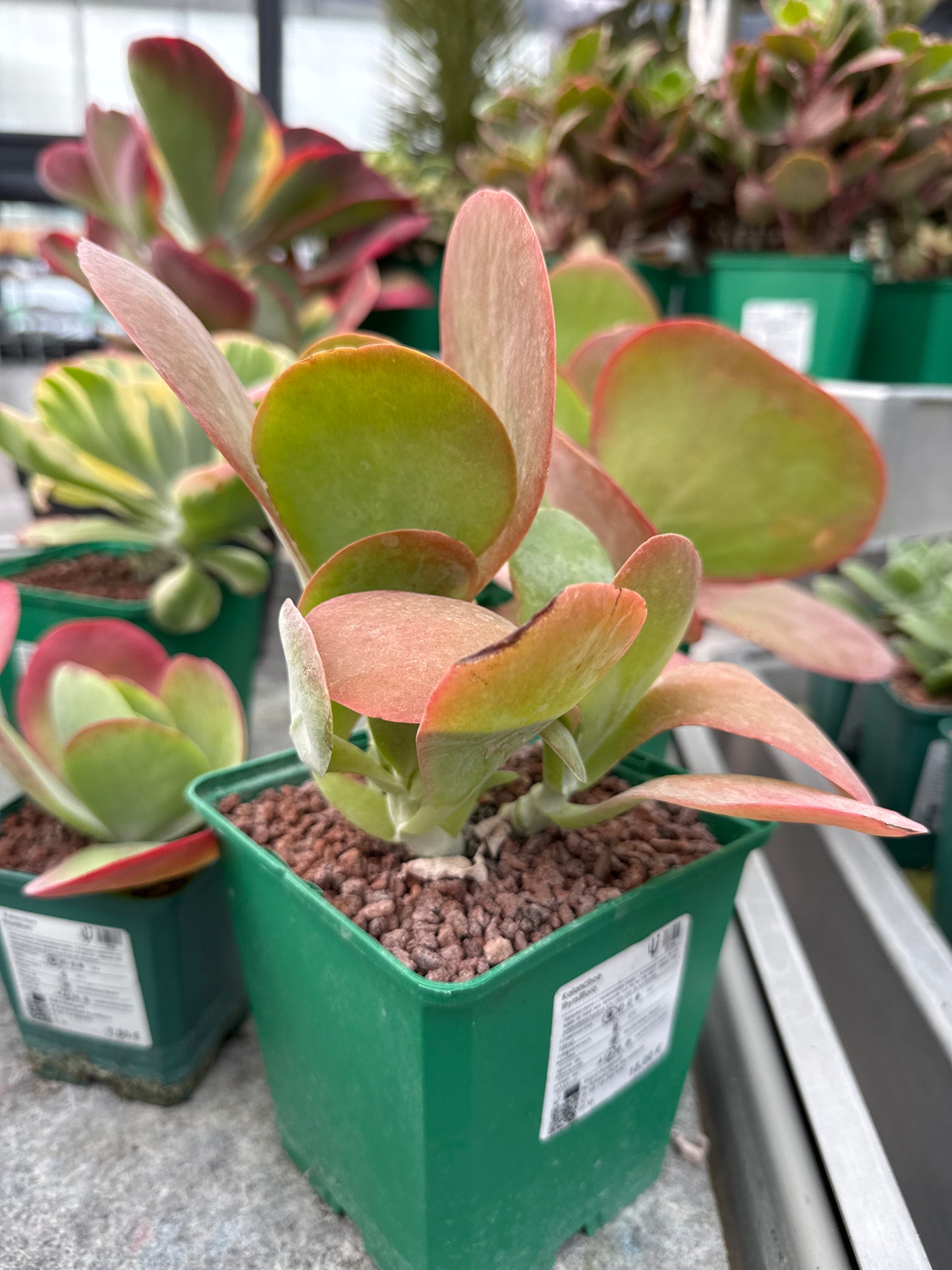 Kalanchoe luciae