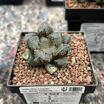 Haworthia ‘Redstone’
