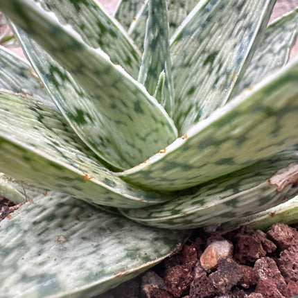 Aloe 'White Fox' | Aloe híbrido 'Raposa Branca'