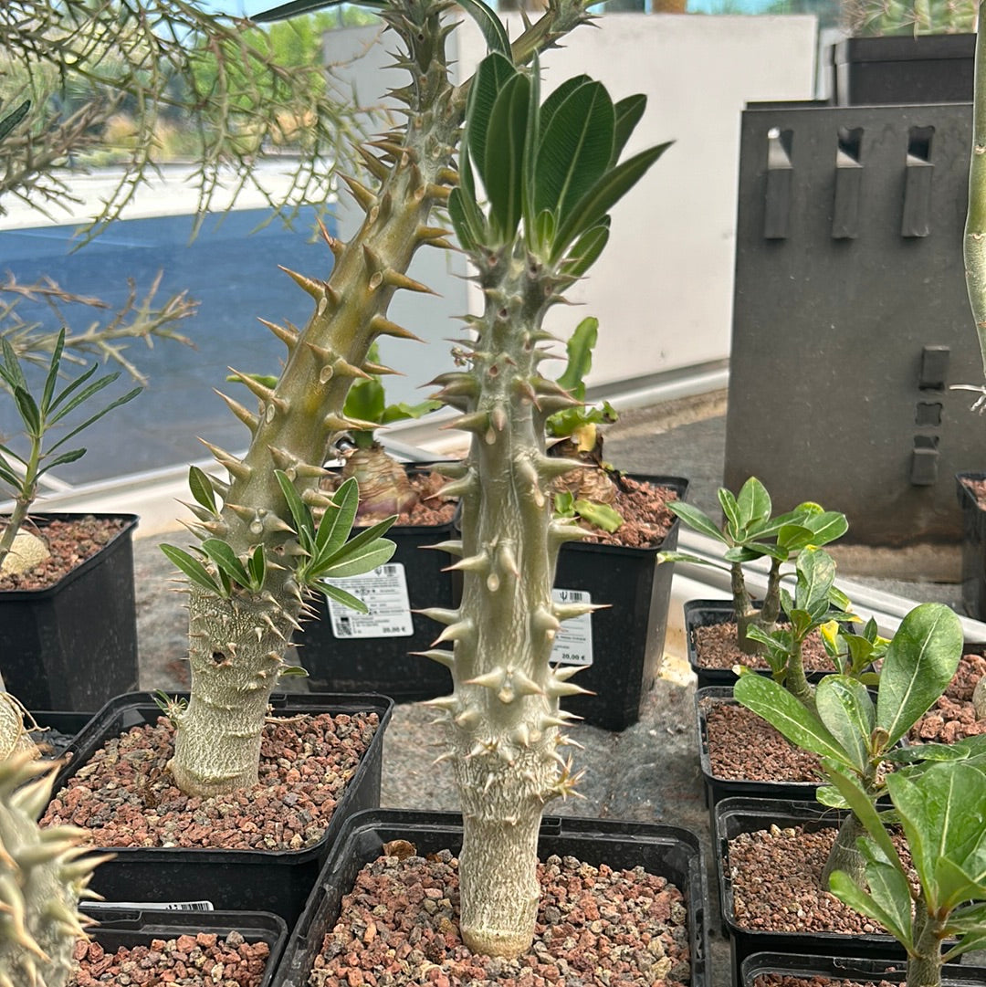 Pachypodium horomboense